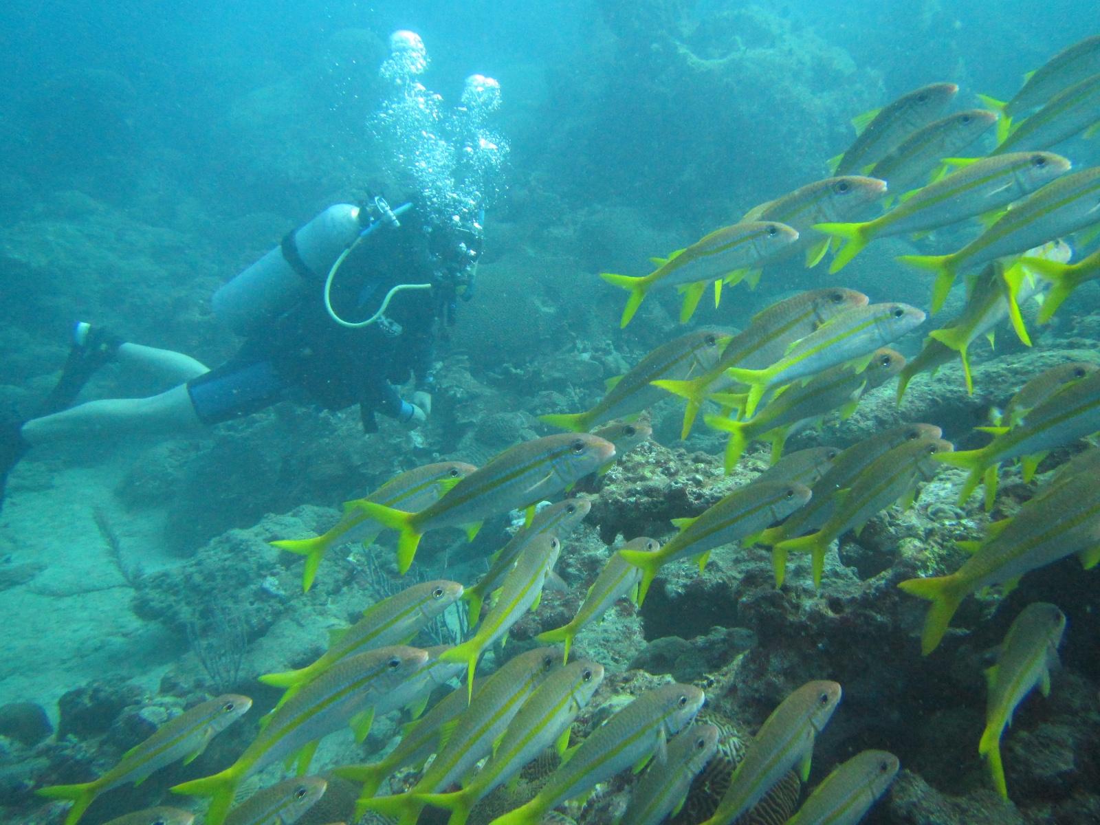 Buzo explorando con un cardumen